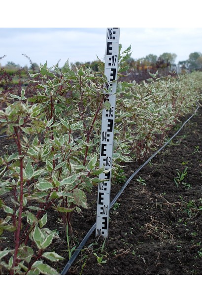 Дерен білий Елегантіссіма ком 50-70 см