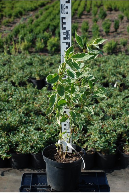 Дерен білий Елегантіссіма контейнер 3 л 30-50 см