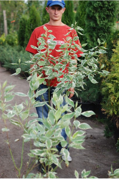 Кизил Елегантіссіма