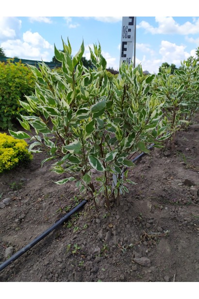 Дерен білий Елегантіссіма в полі висота 50-60 см