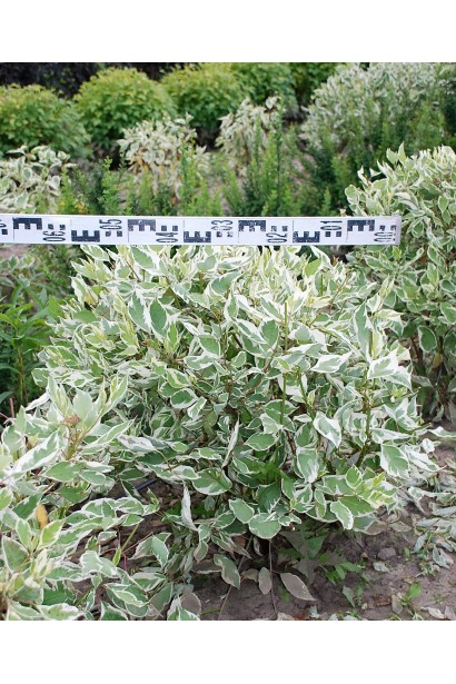 Дерен білий Елегантіссіма стрижений діаметр 50-60 см