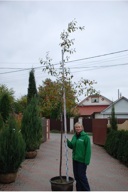 Malus domestica Profusion — яскрава декоративна яблуня для саду.
