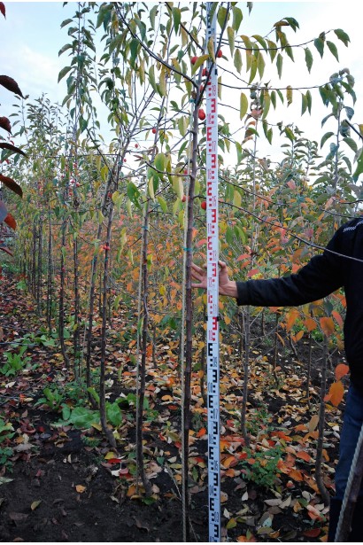 Малус Проф’южен в садовому центрі — чудовий вибір для декоративного озеленення.