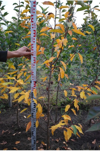 Malus domestica John Downie