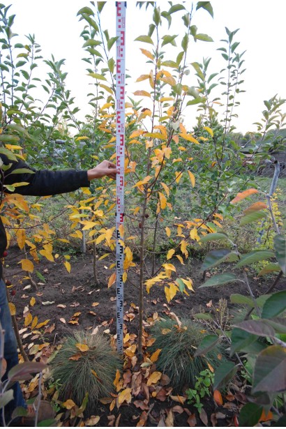 Яблоня Джон Дауни с компактной кроной и плодами.