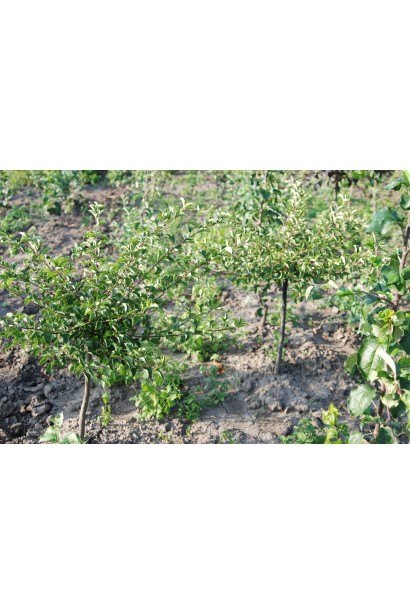 Malus Nest — декоративна яблуня для невеликих садів.