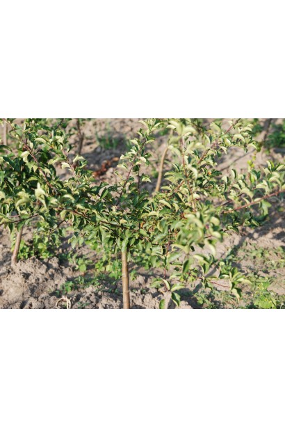 Декоративна яблуня Malus Nest для гармонії в саду.