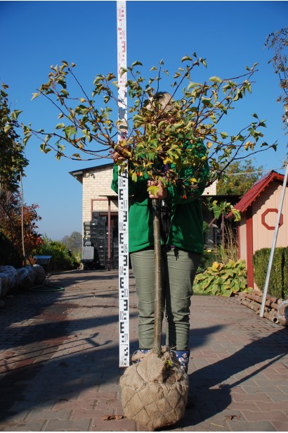 Маленьке дерево Malus Nest для затишного ландшафтного дизайну.