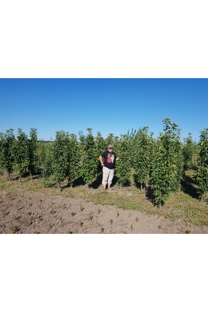 Струнка яблуня колоноподібної форми.