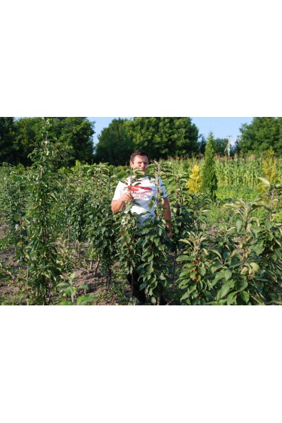 Малус Columnaris — ідеальне дерево для ландшафту.