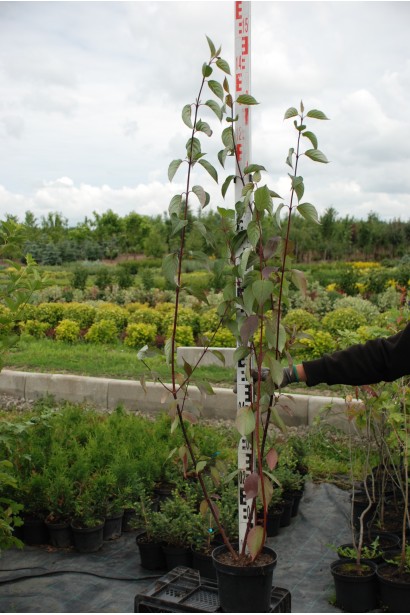 Дерен білий Кессельрінг контейнер 5 л