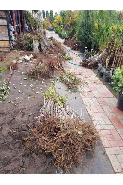 Груша колоновидна Сан Ремі саджанці в садовому центрі