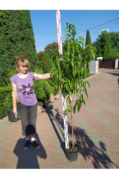 Саджанець персика Онтаріо Вайс – надійний вибір для якісного врожаю.
