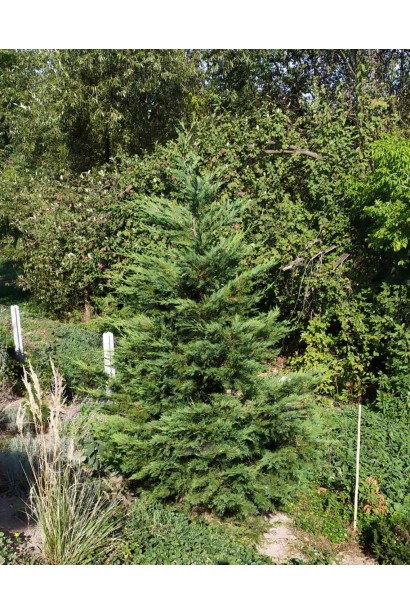 Купрессоципарис Лейланда