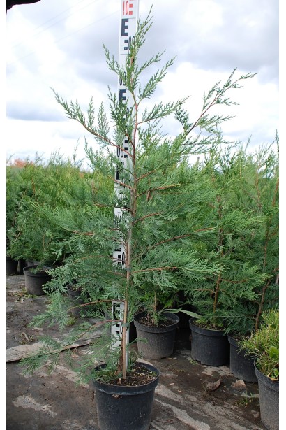 Кипарис Лейланда