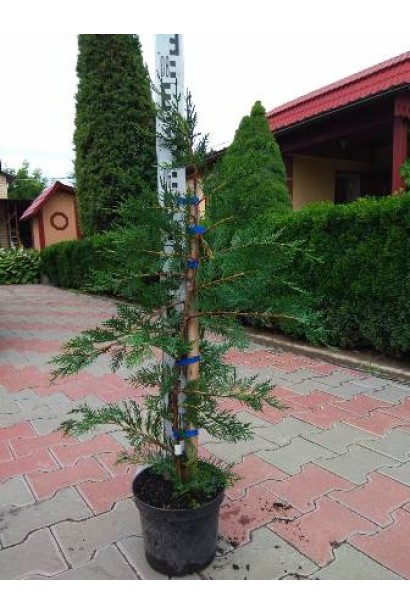 Кипарисовик Лейланда саджанець з бамбуковою опорою в контейнері