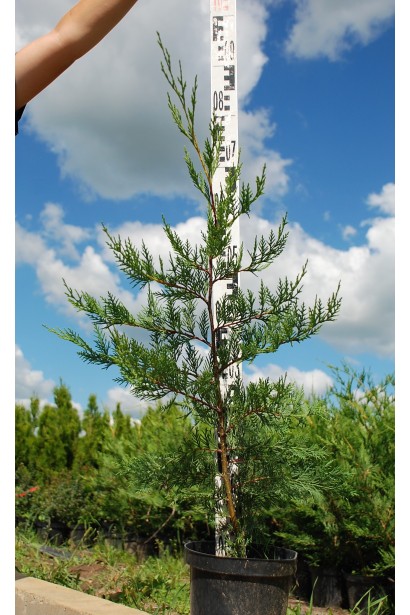 Купрессоципарис Лейланда висота 70-90 см