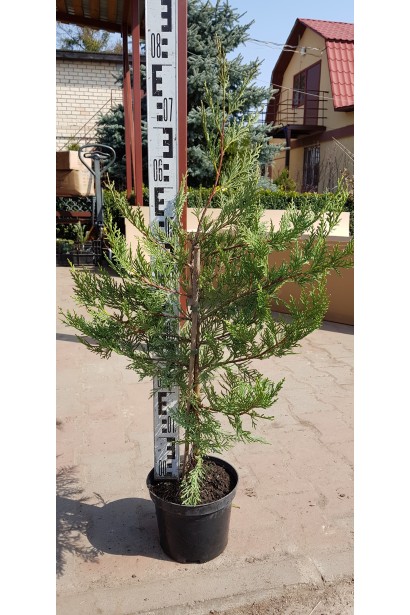 Купрессоципарис Лейланда саджанець С3 60-80 см