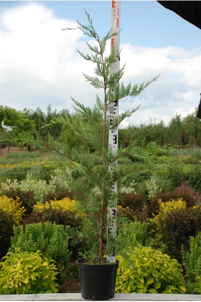 Купрессоципарис Лейланда саджанець 100-120 см