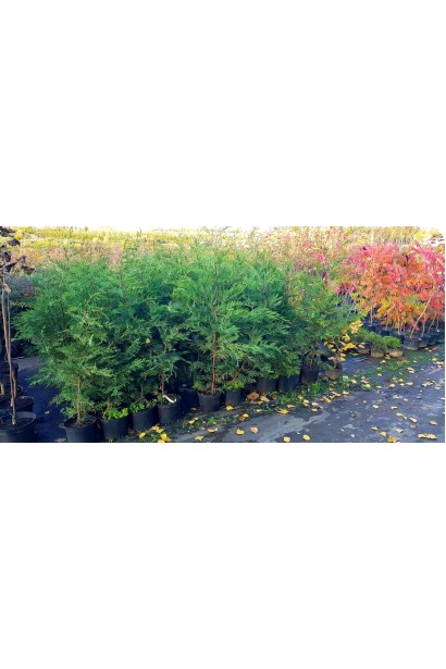 Купрессоципарис Лейланда саджанці в садовому центрі