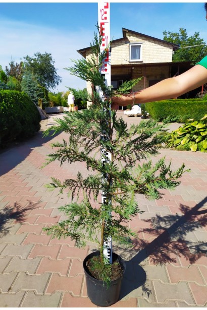 Купрессоципаріс Лейланда горщик 5 л 100-120 см