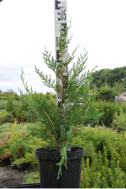 Купрессоципарис Лейланда контейнер 3 л 30-40 см