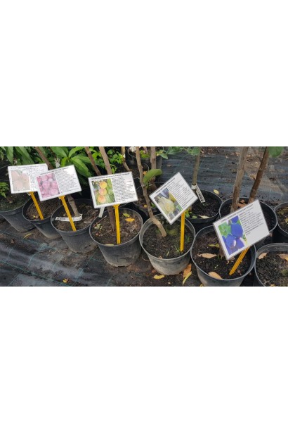 Саджанці черешні великоплідної для пізнього врожаю.