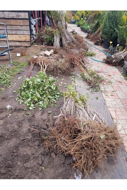 Черешня Сільвія з голим коренем — практичний вибір для садівників.