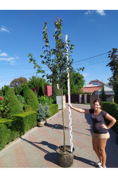 Клен красный Отам Блейз саженец в садовом центре