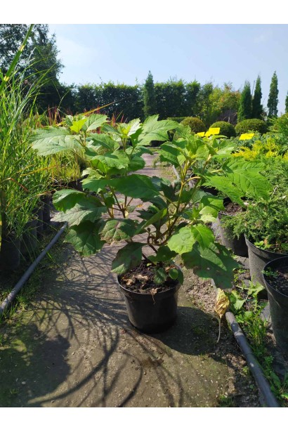 Гортензия дуболистая Сноуфлейк контейнер 5л