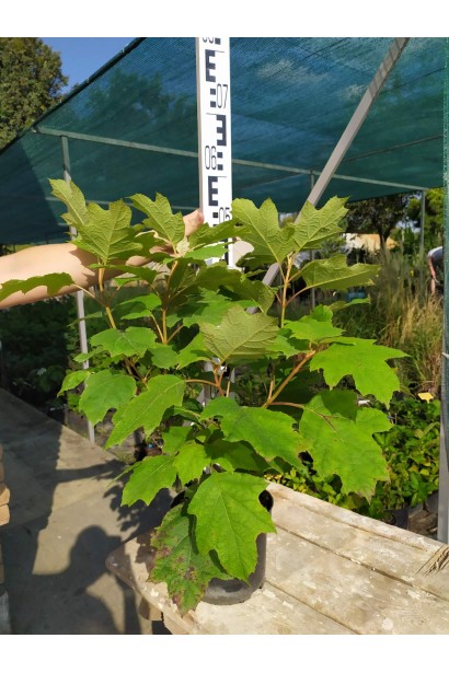 Гортензия дуболистая Сноуфлейк саженец 40-50 см