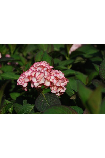 Гортензія Міс Саорі рожеві суцвіття