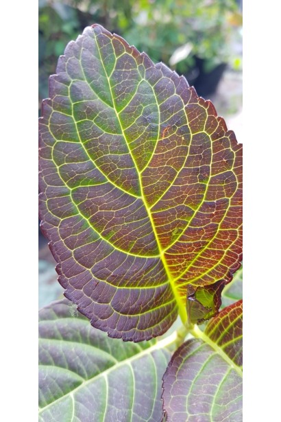 Гортензія Міс Саорі листя