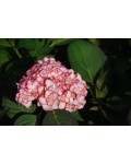 Гортензія широколистна Міс Саорі (Ю енд Мі) | Hydrangea macrophylla Miss Saori (You & Me) | Гортензия широколистная Мисс Саори (Ю энд Ми)
