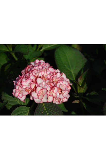 Гідрангія великолиста Miss Saori 