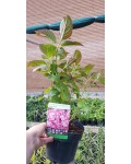 Гортензия широколистная Мисс Саори (Ю энд Ми) | Гортензія широколистна Міс Саорі (Ю енд Мі) | Hydrangea macrophylla Miss Saori (You & Me)