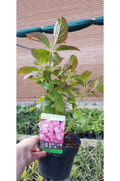 Гортензія Міс Саорі контейнер 3 л