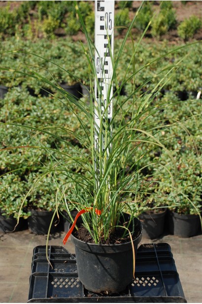 Міскантус китайський Пунктхен в горщику 3 л 30-50 см