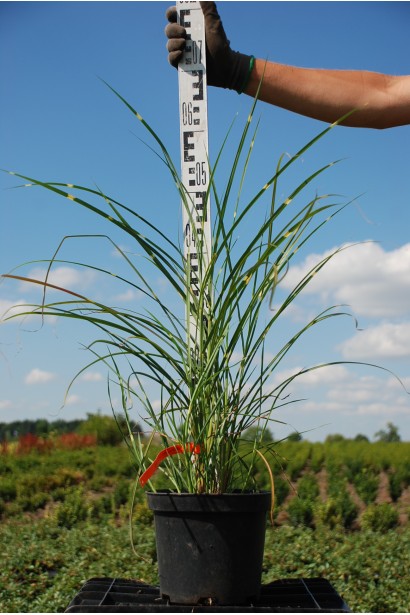 Міскантус китайський Пунктхен саджанець в контейнері