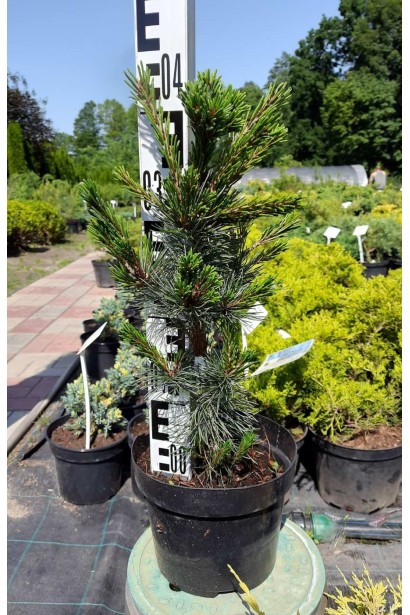 Сосна дрібноквіткова Негіші - контейнер/40см/Ø20см