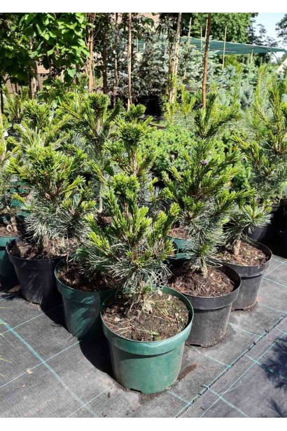 Сосна дрібноквіткова Негіші в контейнері