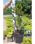 Сосна дрібноквіткова Негішi | Pinus parviflora Negishi | Сосна мелкоцветковая Негиши