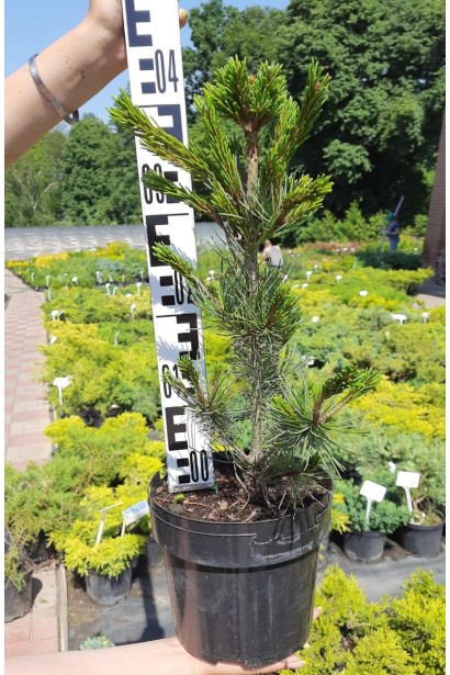 Pinus Negishi для садів і бонсай