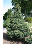 Сосна дрібноквіткова Негішi | Pinus parviflora Negishi | Сосна мелкоцветковая Негиши