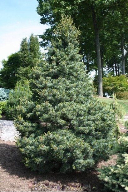 Хвойне дерево з компактною архітектурною формою