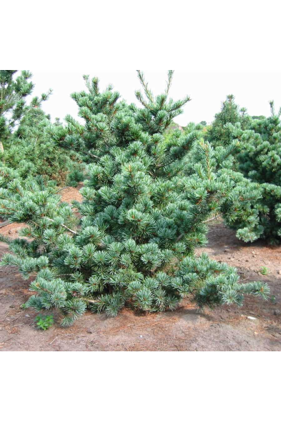 Сосна Негіші з густою сріблястою хвоєю