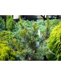 Сосна мелкоцветковая Негиши | Сосна дрібноквіткова Негіші | Pinus parviflora Negishi