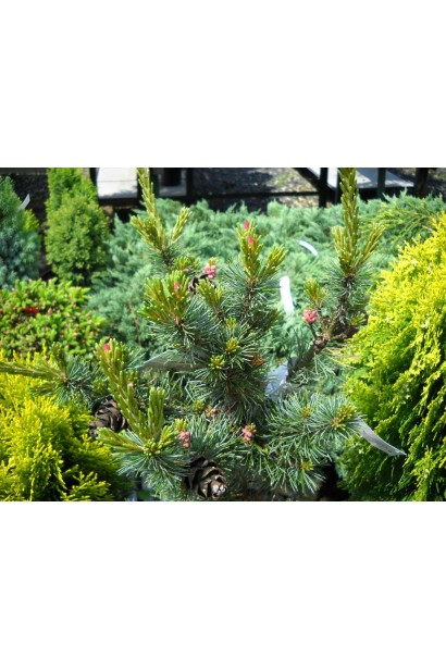 Сосна дрібноквіткова із синьо-зеленою хвоєю