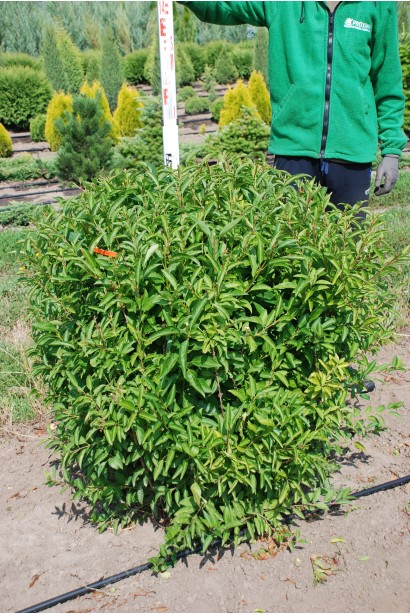 Форзиція середня Лінвуд  в розсаднику проксіма