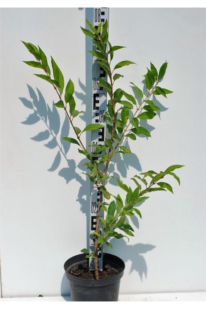 Форзиція середня Лінвуд - 5л/80см/20-30см